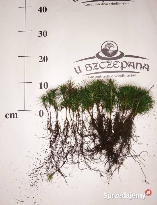 sosna pospolita pinus sylvestris zwyczajna Zamęty sprzedam