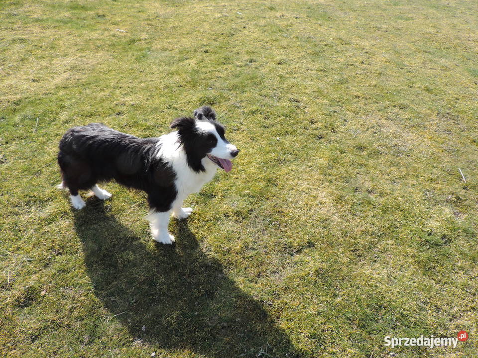 Border collie piękne mądre pieski i suczki Kołobrzeg