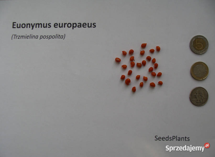 TRZMIELINA POSPOLITA Euonymus europaeus NASIONA