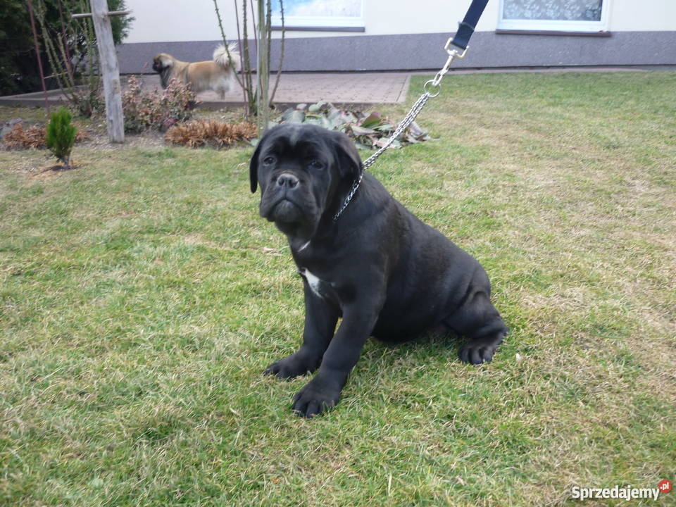 cane corso szczenięta Zwierzęta Pleśna