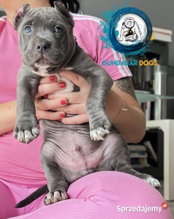 American Bully piesek ABKC