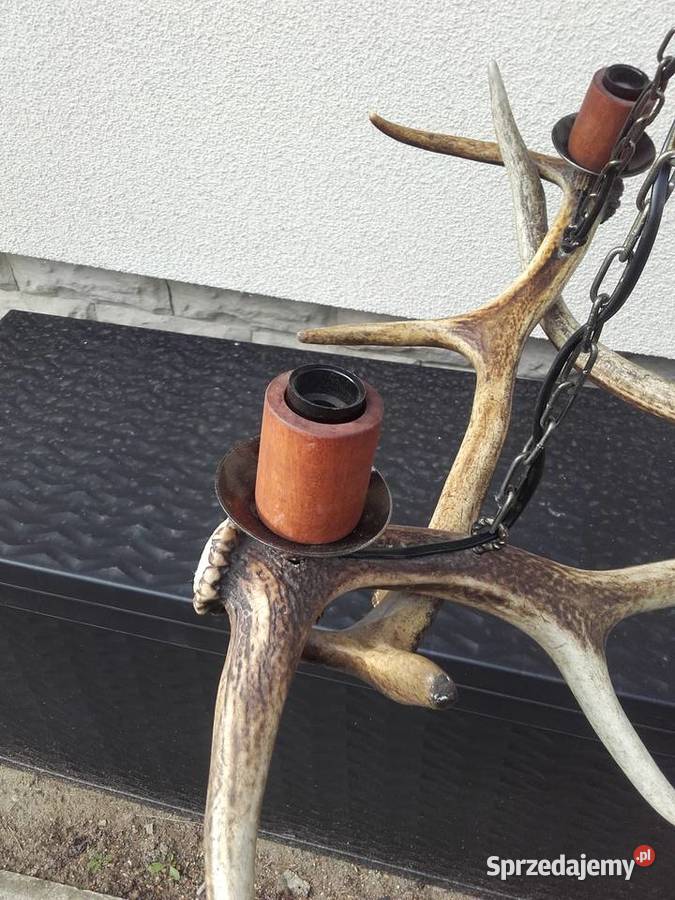Piękny żyrandol z poroża Jelenia Gniezno