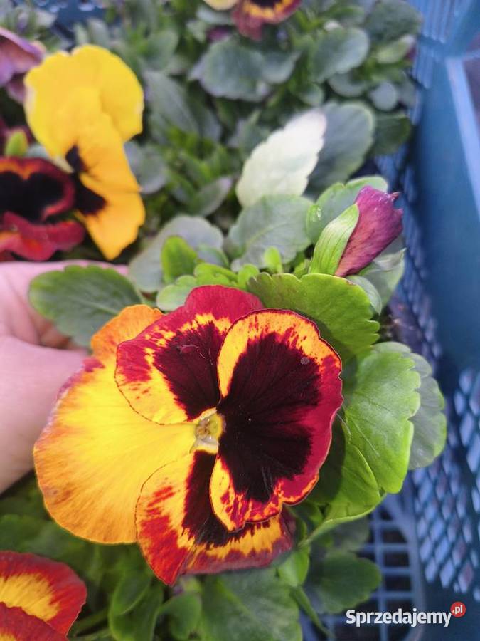 Sprzedam bratki Pozostałe Dziurów