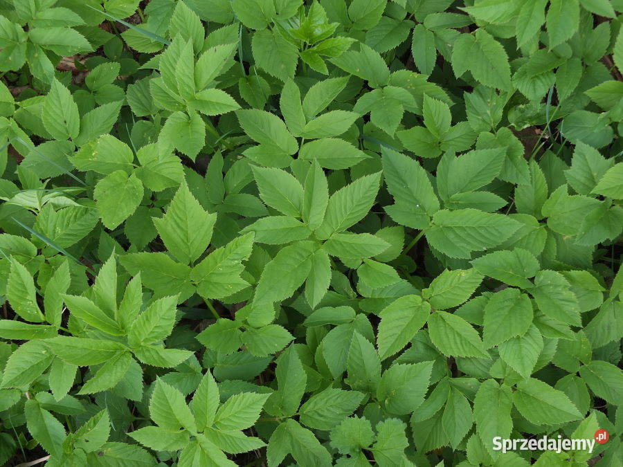 PODAGRYCZNIK sadzonki SAMO ZDROWIE Lublin