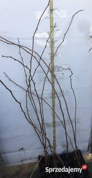 Maliny letnie kujawsko-pomorskie Bydgoszcz