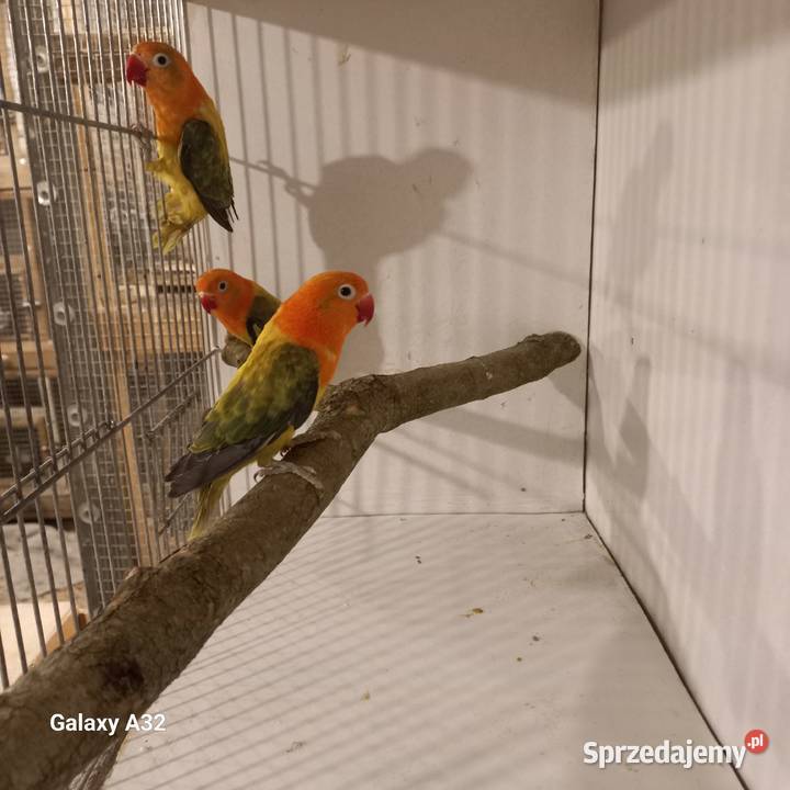 Nierozłączki fischera opale 2025r Ptaki mazowieckie