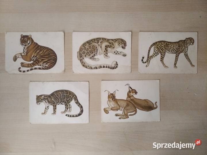 ZESTAW POCZTÓWEK KOTY NIEWYPISANE POCZTÓWKA Pocztówki i karty telefoniczne sprzedam