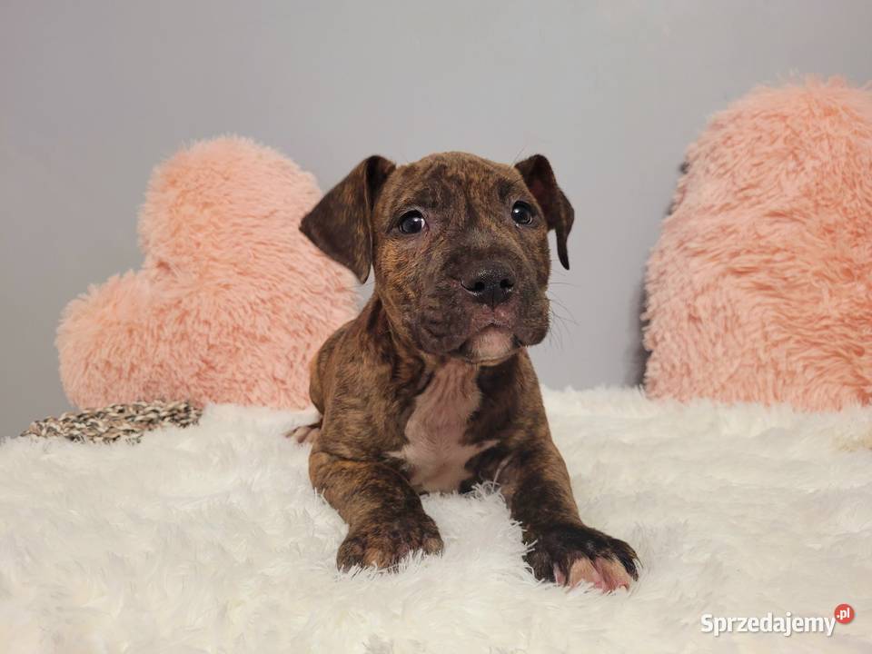 Cudny Szczeniak American Stafford Terier Kraków
