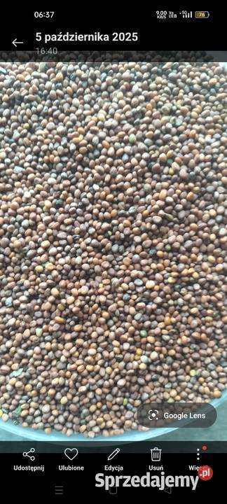 Rzodkiew oleista Pozostałe Łagów