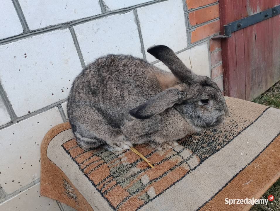 Sprzedam króliki Smoryń