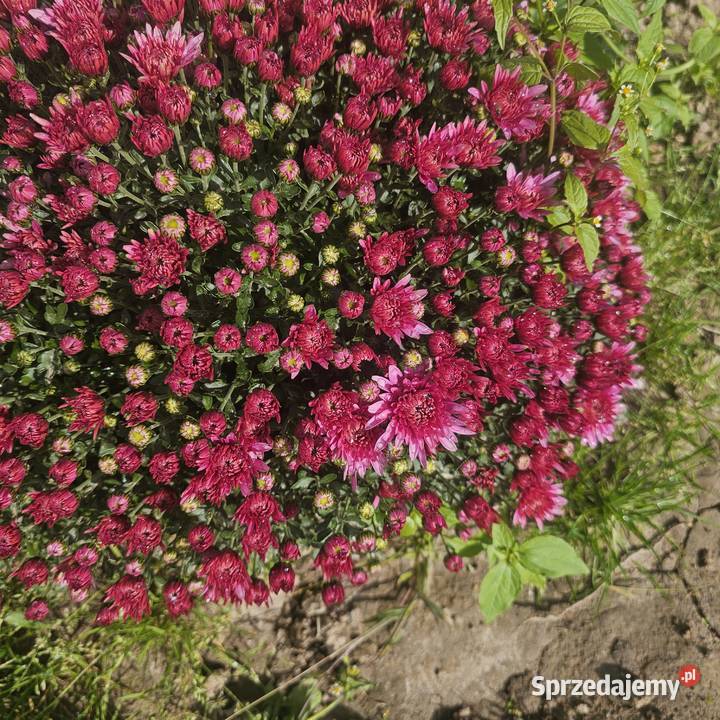 Chryzantemy drobnokwiatowe