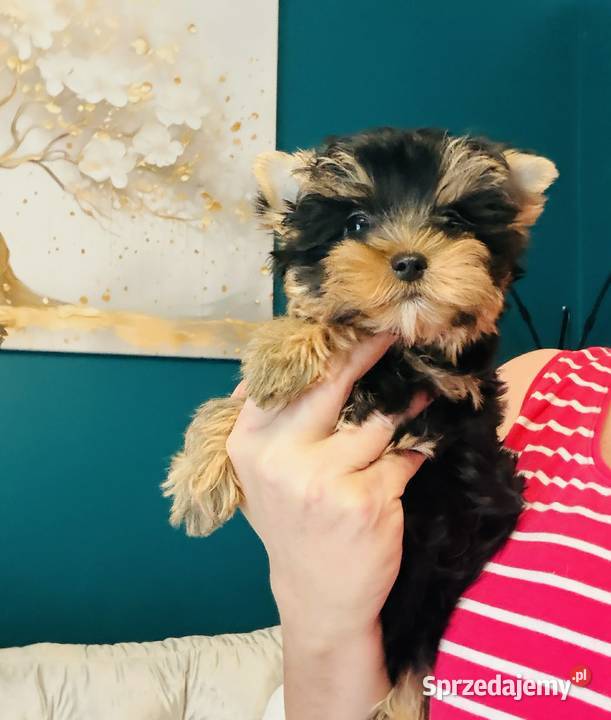 York Cleo z Bajki wesoła dziewczynka York Namysłów