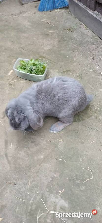 Królik baranek francuski niebieski Skarżysko-Kamienna