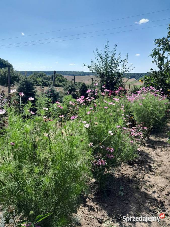 Nowy dom do wykończenia Grabowiec-Góra