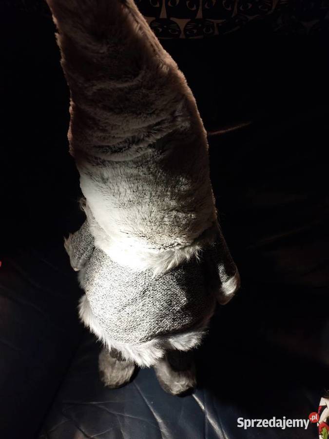 Krasnal duży 66 na sprężynach Wrocław