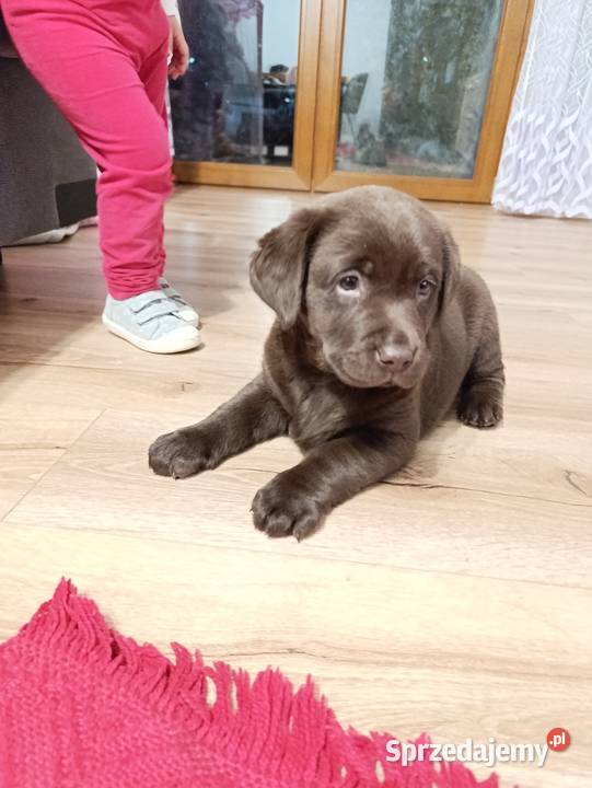 Pieski Labradora Retriever czekoladowego Labrador Psy Tarnów