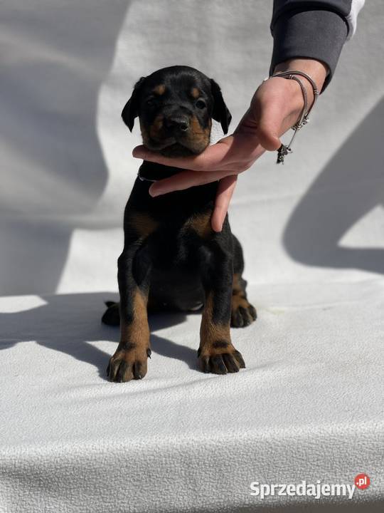 Doberman Piękne Szczenięta Walce