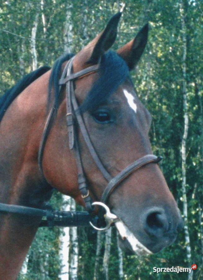 koń małopolski lubelskie