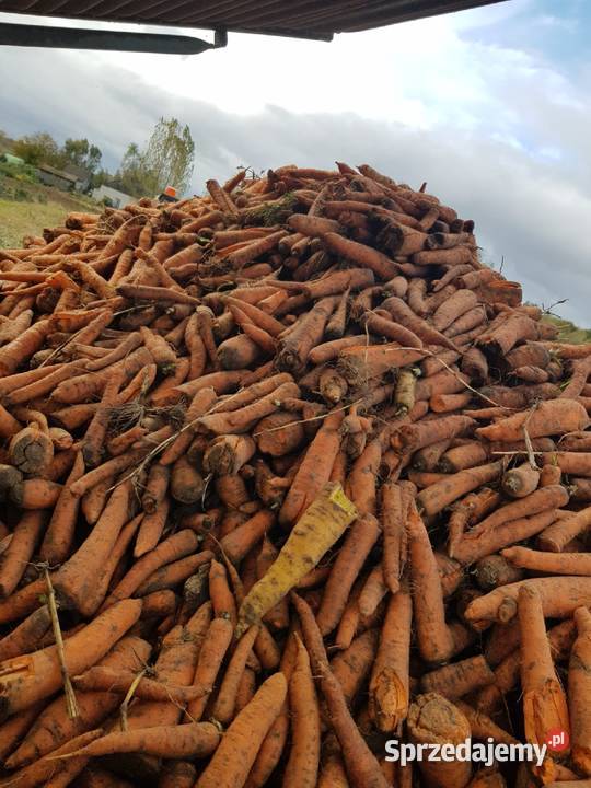 Marchew nie odpadowa paszowa jadalna bio Szczucin
