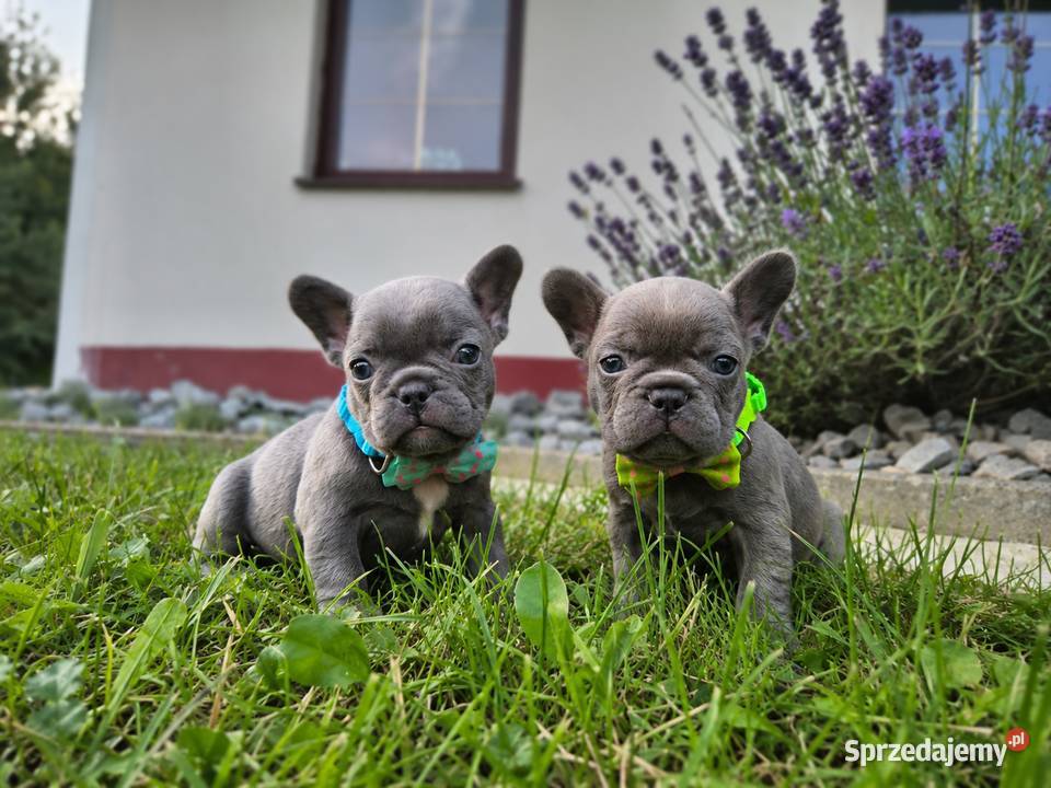 Buldog francuski małopolskie Targanice sprzedam