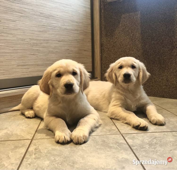 Golden Retriever szczenięta z rodowodem Toruń