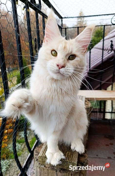 Dwuletnia towarzyska koteczka Maine Coon Gdańsk
