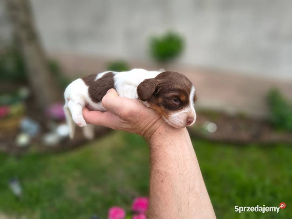 Jamnik długowłosy Piebald Choco Czekoladowy Żychlin