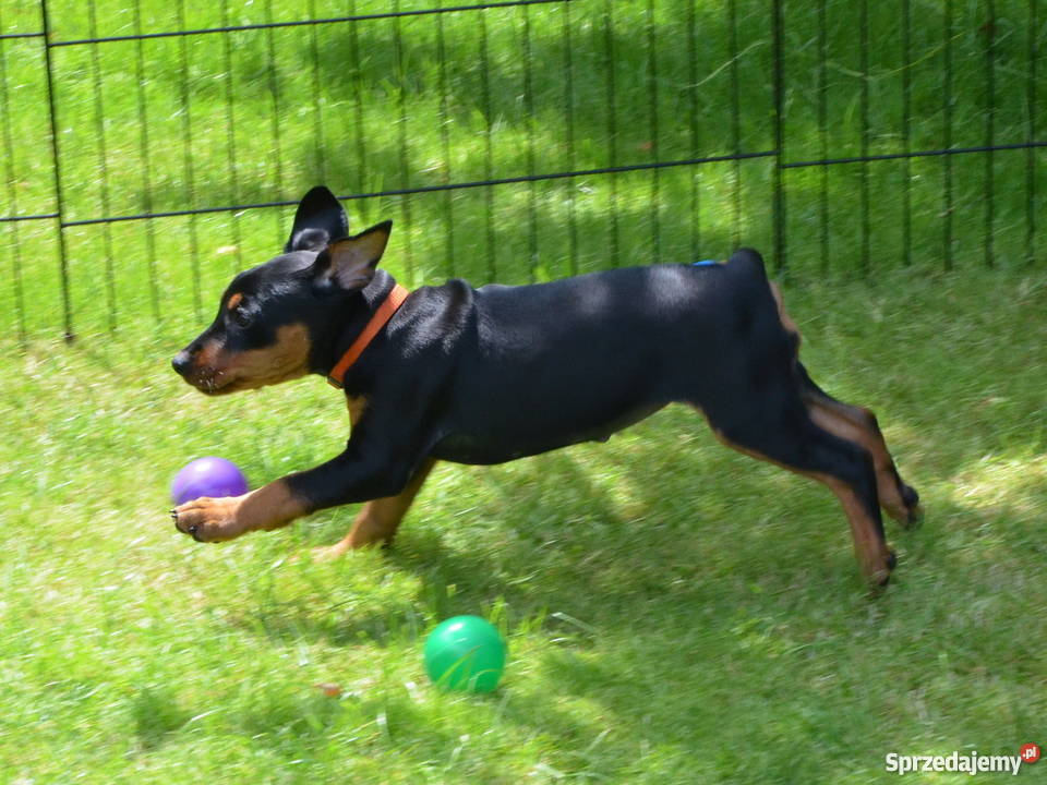 PINCZER ŚREDNI szczenięta z papierami ZKwP
