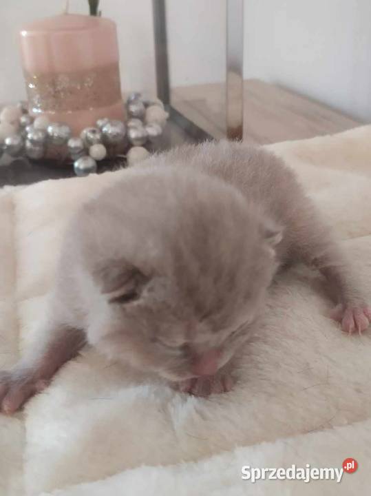 do rezerwacji kotka brytyjskiego