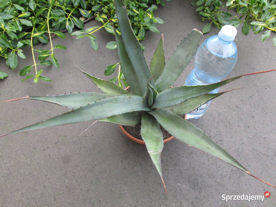 Ponad 10letnia agave shawii Agawa nadbrzeżna