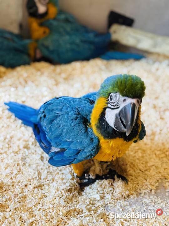 Papuga Ara Ararauna Pupile Ptaki Rybnik