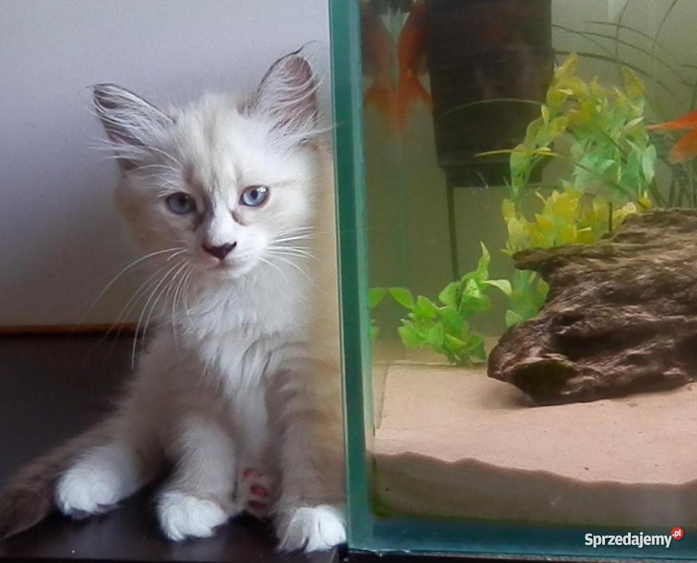 kocięta z Hodowli Sonata Księżycowa Brodnica