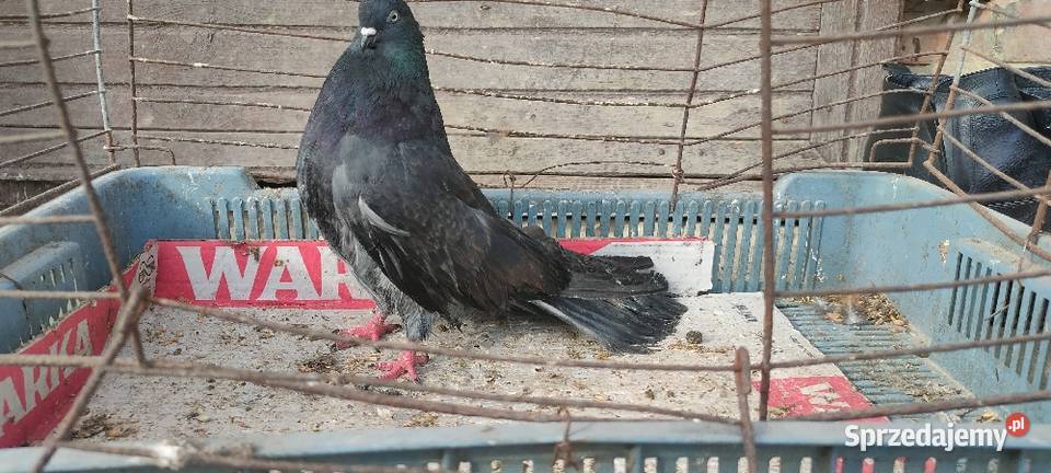 Gołębie mikolajewskie