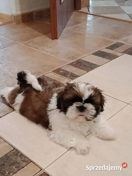 Szczeniak Shih tzu Jodłówka sprzedam