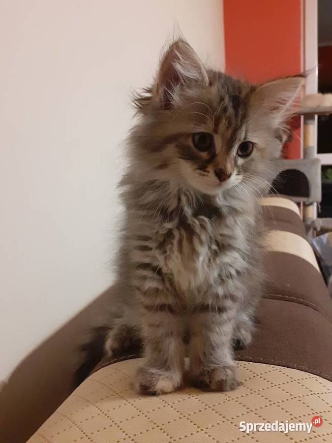 Przepiękna Kotka Syberyjska Gloria Sochaczew