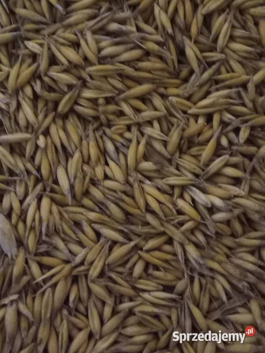 Owies Rambo centrali Iłża