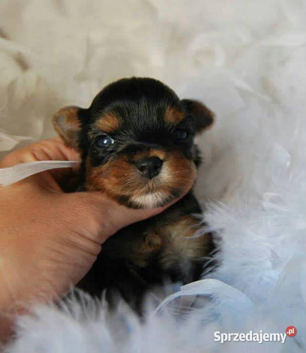 Yorkshire Terrier Śliczne Dziewczynki Maleńkich