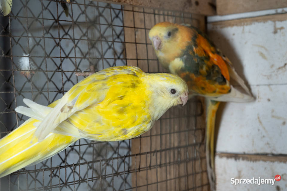 Świergoty para 20212023 Chmielnik