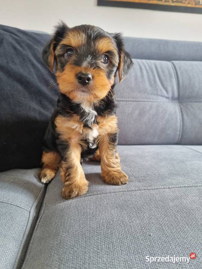 Szczeniaki York Sunia podkarpackie Klecie