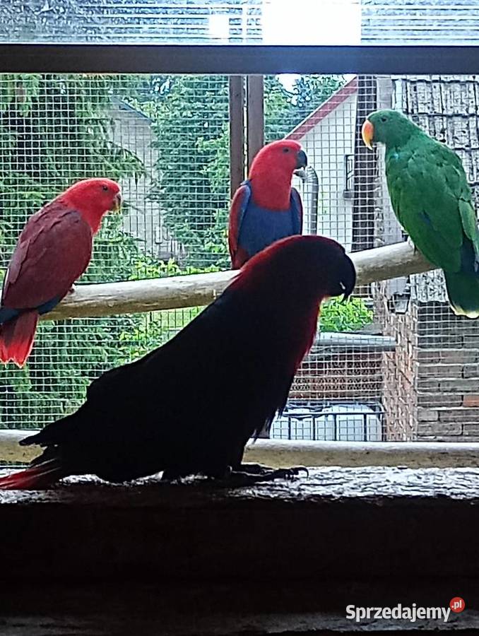 Lora wielka lory Tarnów