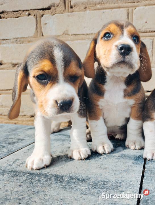 Beagle tricolor szczeniak Sokołów Podlaski