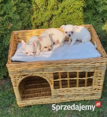Chihuahua śliczne pieski biale I kremowe śląskie