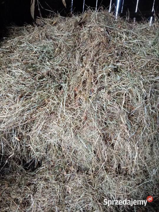 Bele siana 2025 r podkarpackie Ruda