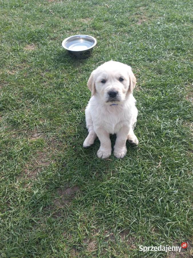 Golden Retriever szczeniaki Łaszczów sprzedam