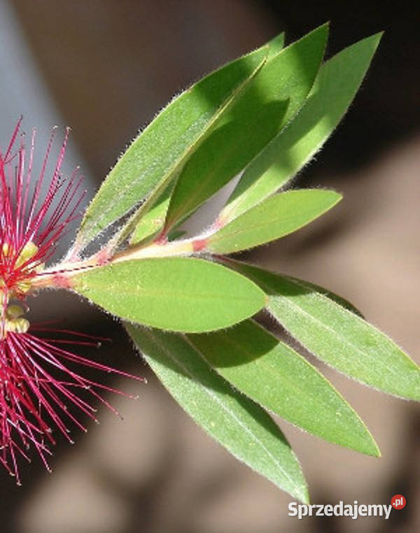 KUFLIK CYTRYNOWY sadzonki w doniczkach Ustronie