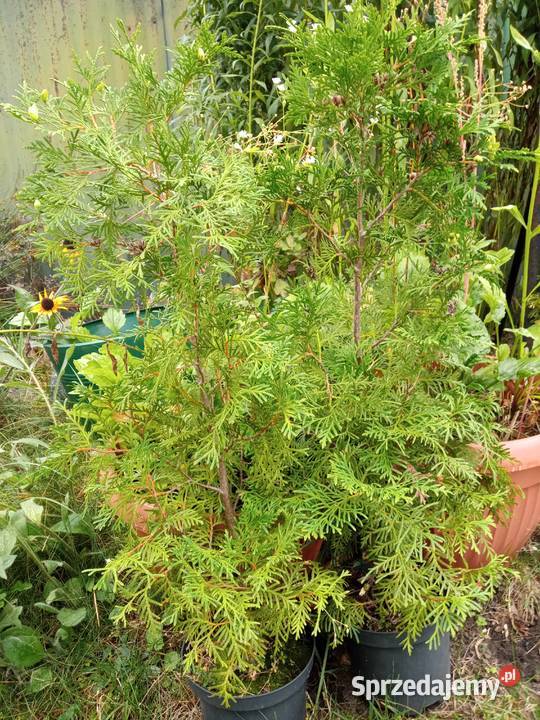 Mahonia i inne krzewy i iglaki Białystok