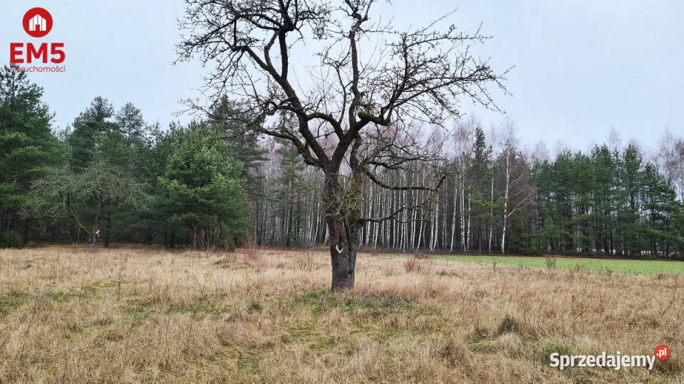 Działka Harsz 2366m2 Pieńki