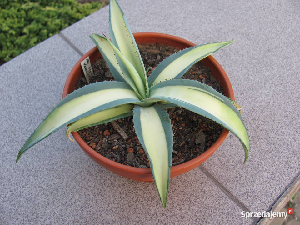 Unikatowa agawa kolekcjonerska Agave guiengola sprzedam