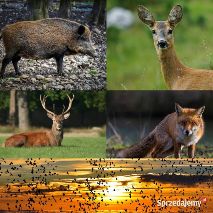 SKUTECZNY ODSTRASZACZ DZIKICH ZWIERZĄT HUKER 12 wielkopolskie Poznań