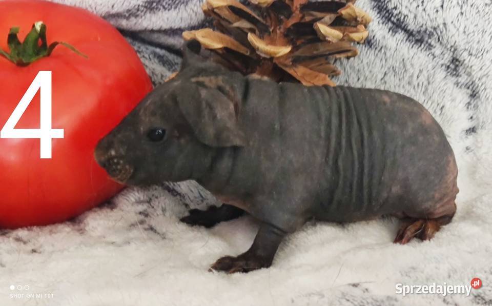 Świnki morskie skinny łyse Łódź